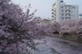 [横浜][大岡川][桜]黄金町から日ノ出町の桜