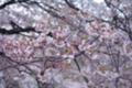 [横浜][大岡川][桜]黄金町から日ノ出町の桜