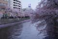 [横浜][大岡川][桜]黄金町から日ノ出町の桜