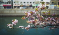 [FILM][横浜][大岡川][桜]黄金町