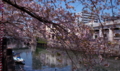 [FILM][横浜][大岡川][桜]桜の青空