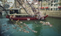 [FILM][横浜][大岡川][桜]花見船