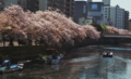 [FILM][横浜][大岡川]