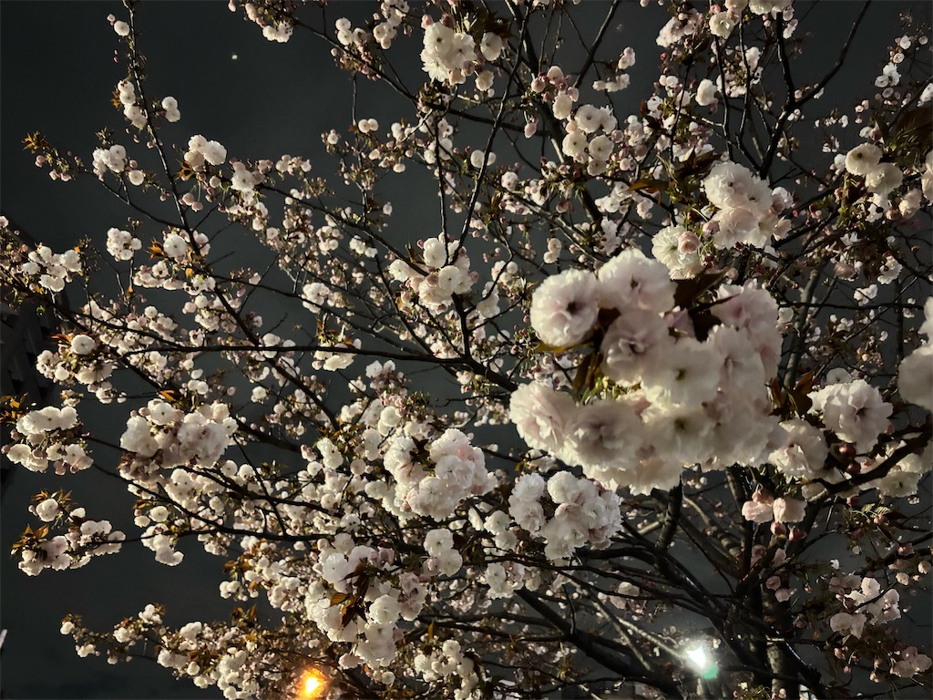 f:id:MYSKNK:20250413103618j:image f:id:MYSKNK:20250413103618j:image