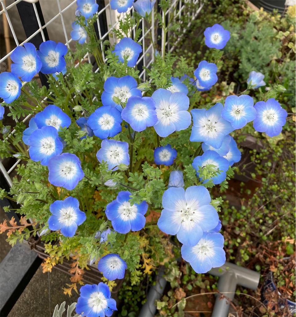 f:id:M_Nekoe:20230324125852j:image f:id:M_Nekoe:20230324125852j:image