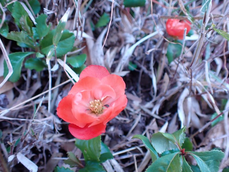 クサボケの花 近場の博物誌