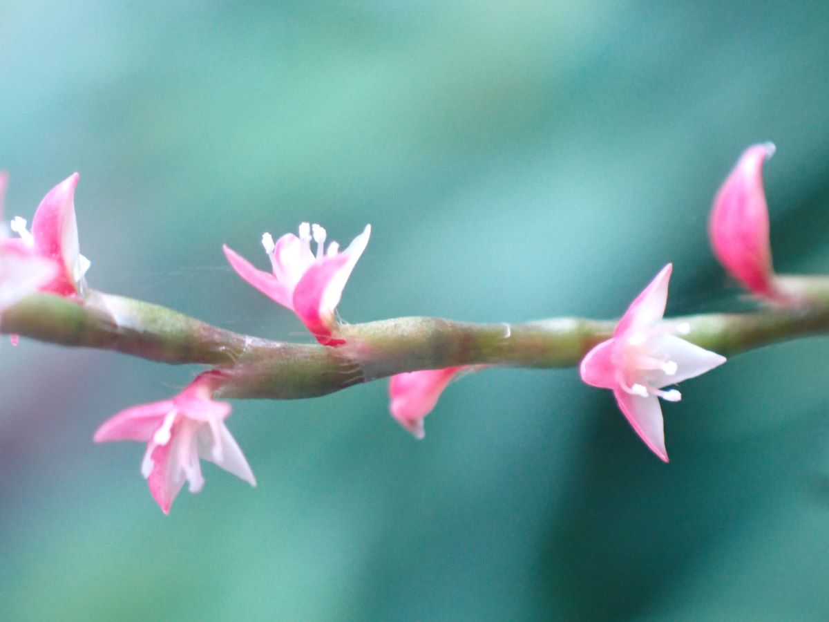 ミズヒキの花 近場の博物誌