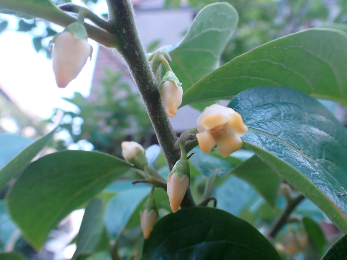 カキノキの花 近場の博物誌