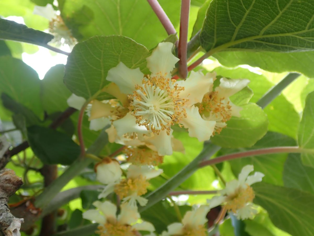キウイフルーツの花 近場の博物誌