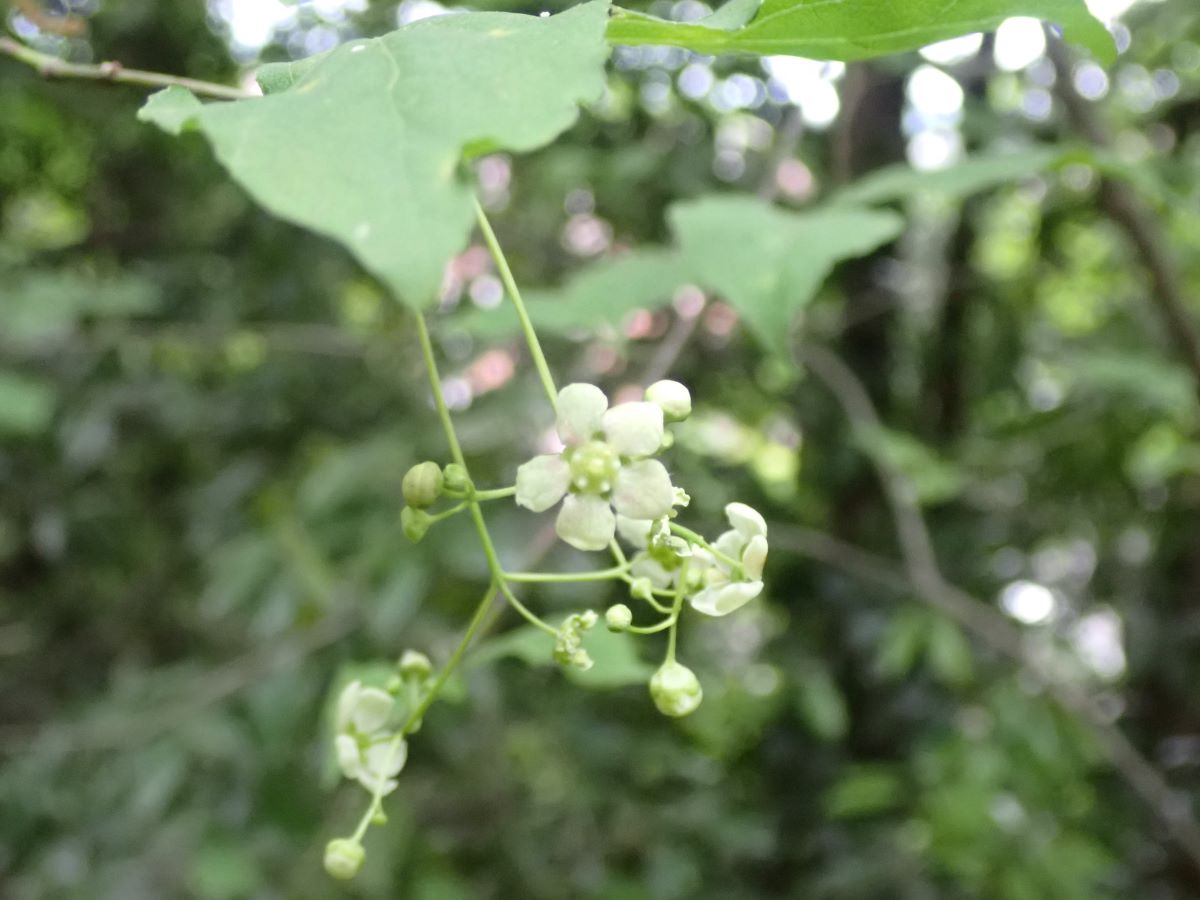 ツリバナ(吊花) - 近場の博物誌