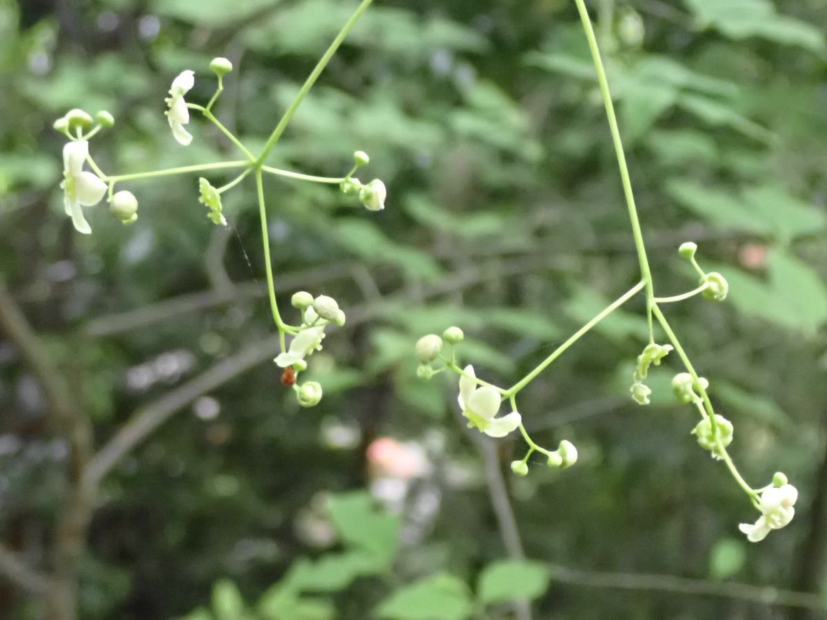 ツリバナ(吊花) - 近場の博物誌