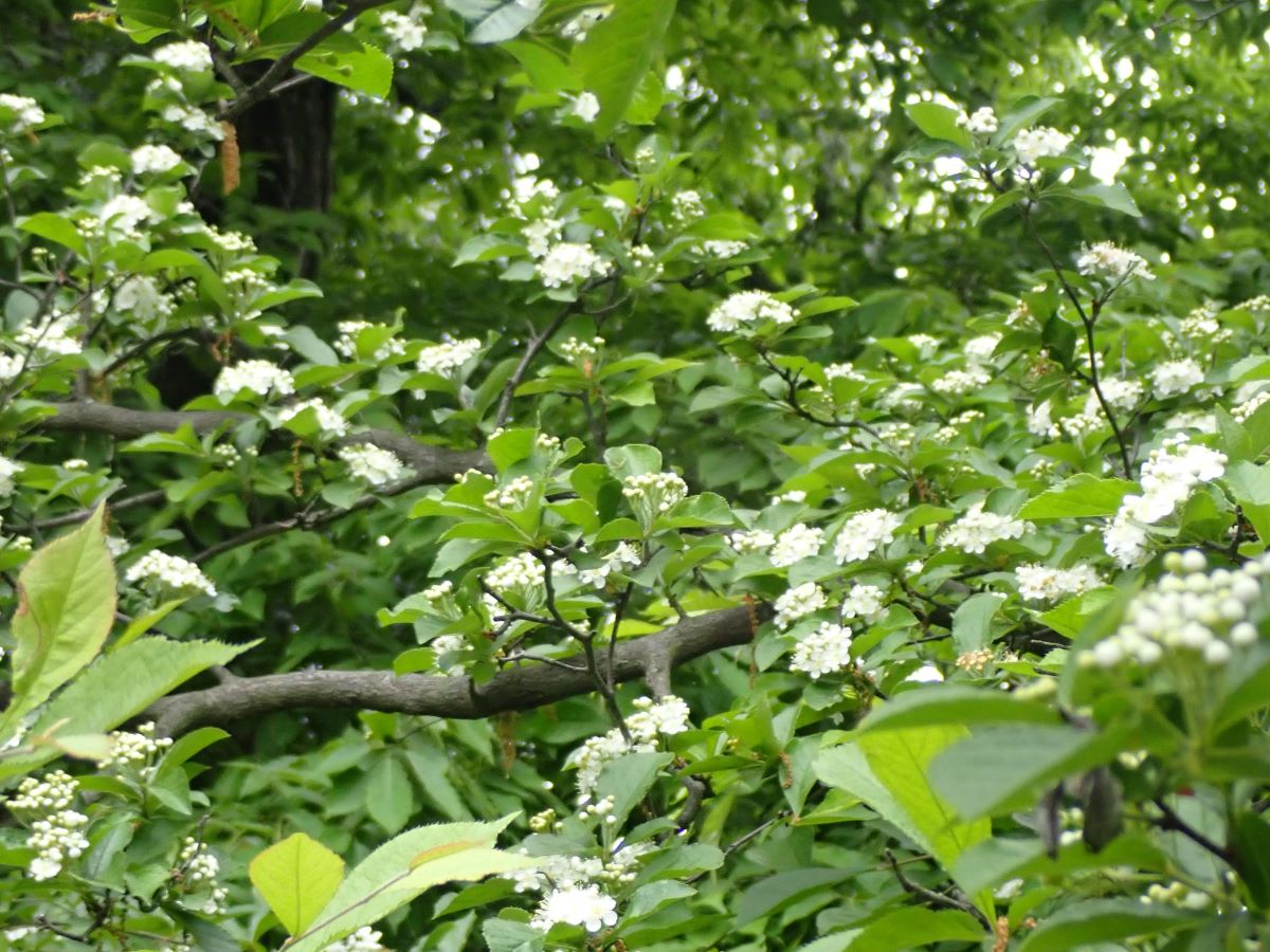 4月後半の木の花 - 近場の博物誌
