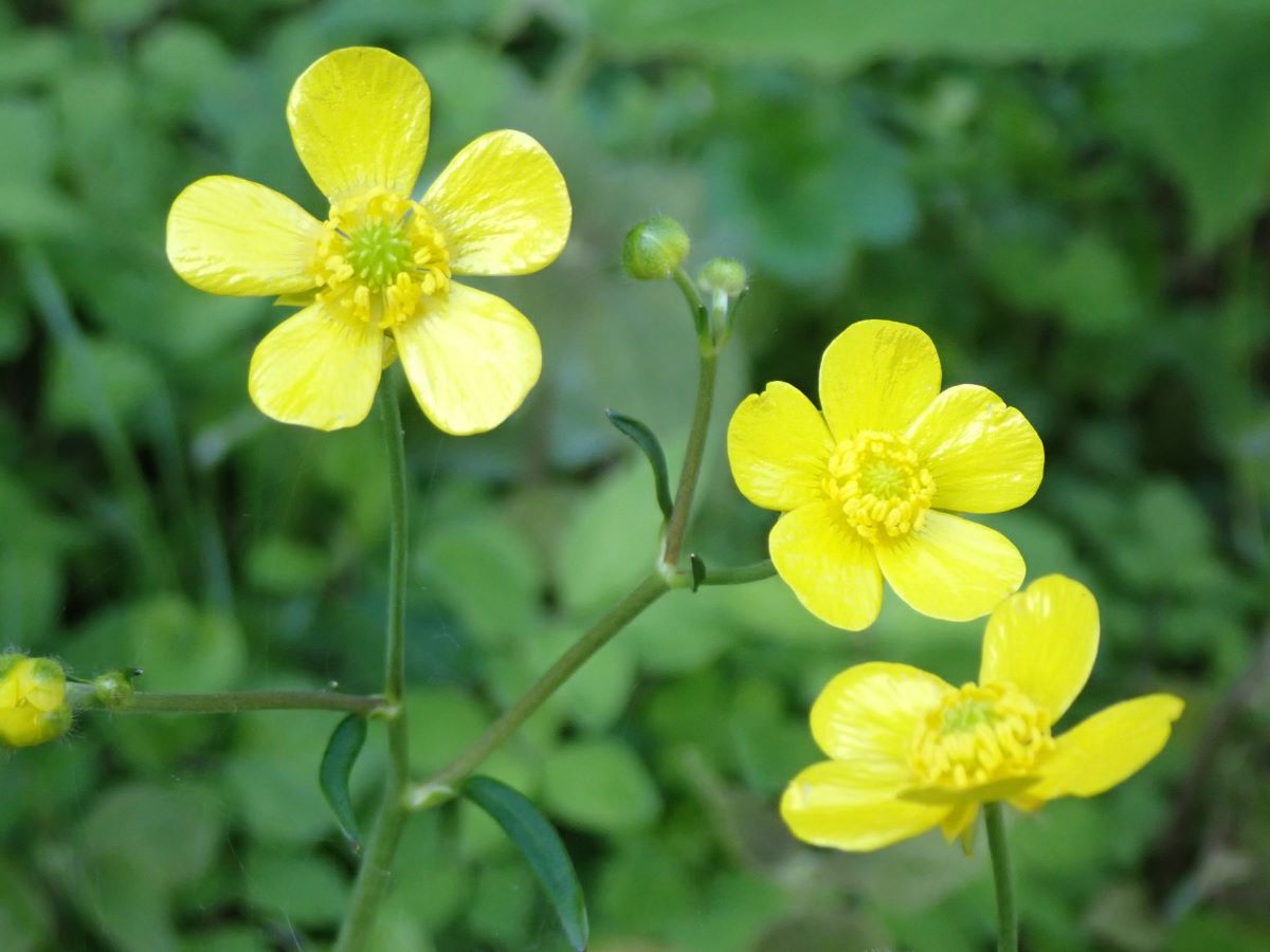 no.077 菜の花yellowとクラックメノウ　一点物 no.077 菜の花yellowとクラックメノウ 一点物 no.077 菜の花yellowと