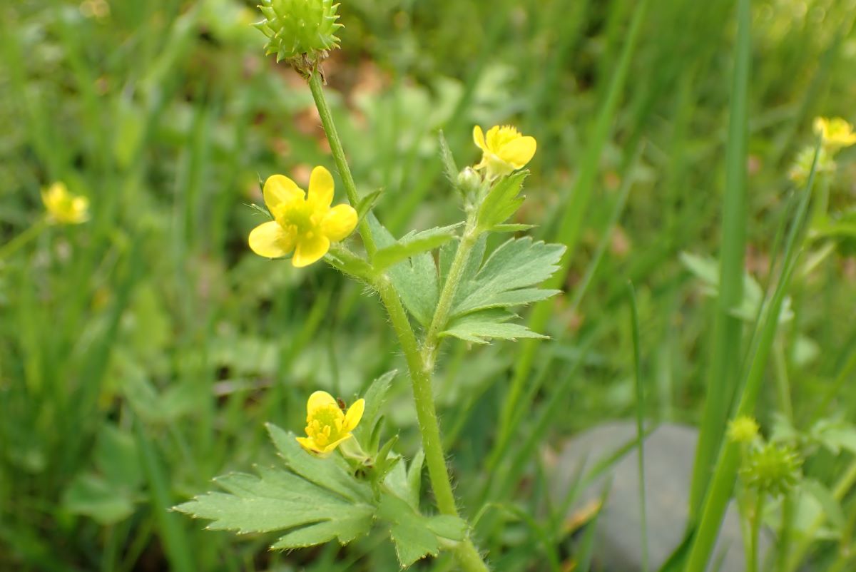 5月初旬の野の花（黄色） - 近場の博物誌