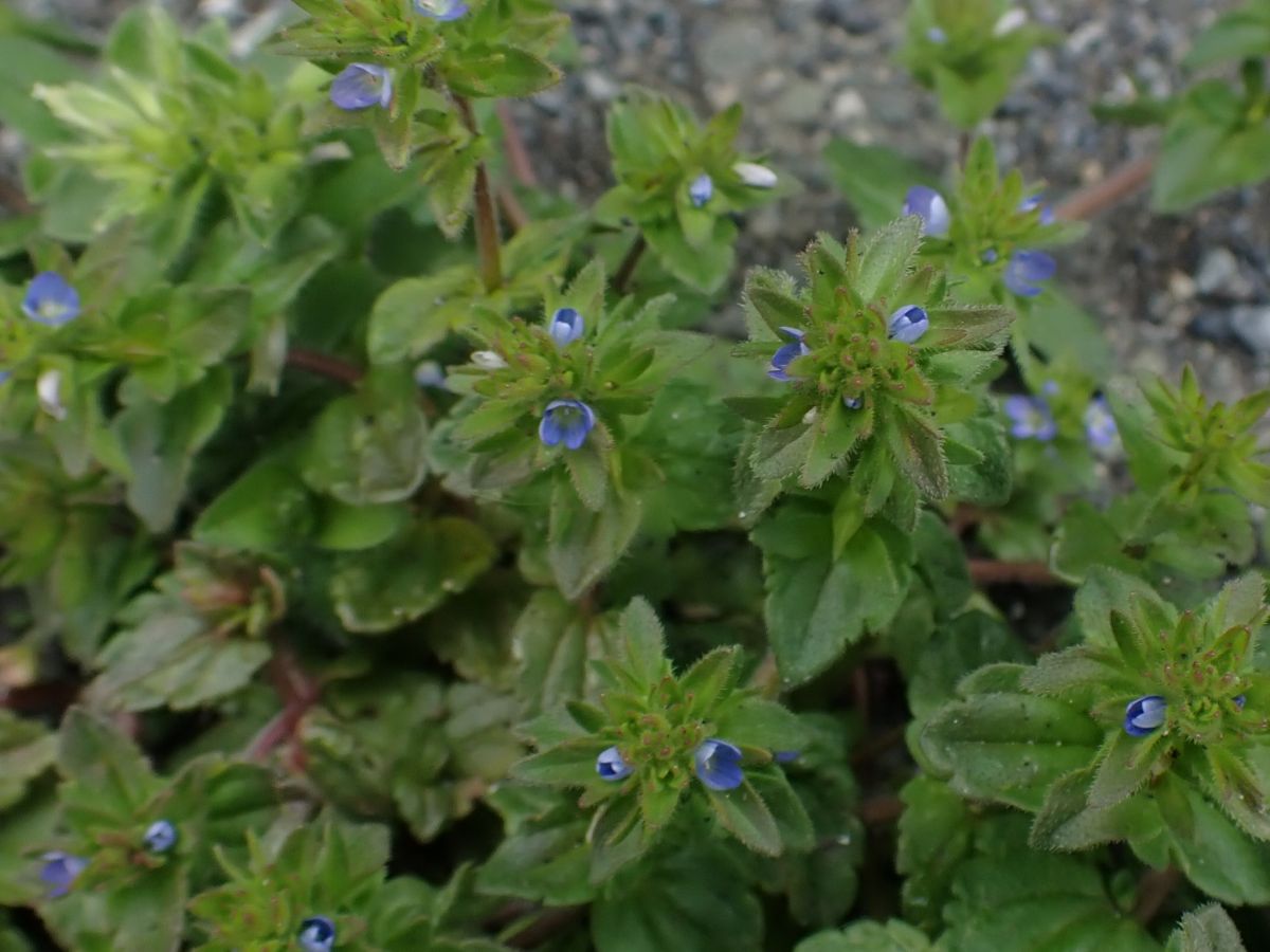 道端で見つけた極小の花 - 近場の博物誌
