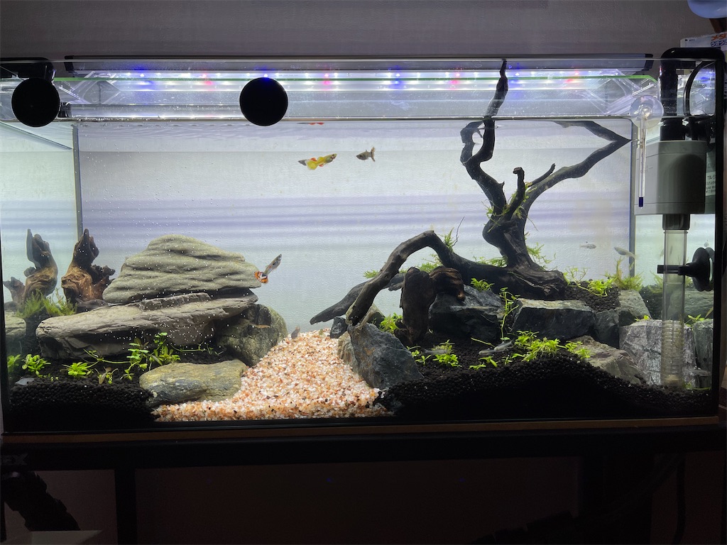 プリステラとは 動植物の人気 最新記事を集めました はてな