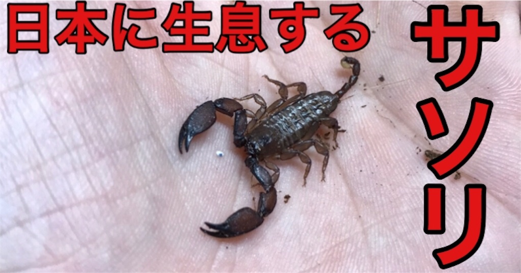 f:id:Ma_a_Channel:20191027030814j:image