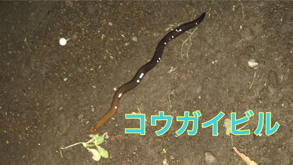 f:id:Ma_a_Channel:20191029043911j:image
