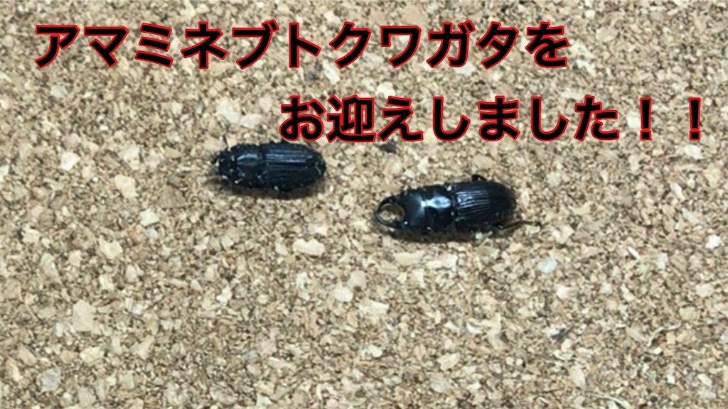 f:id:Ma_a_Channel:20191029050546j:image