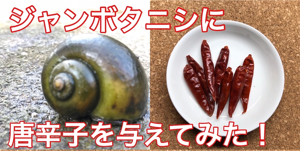 f:id:Ma_a_Channel:20191104060611j:image