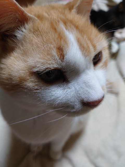 f:id:MaasanM:20240113182934j:image