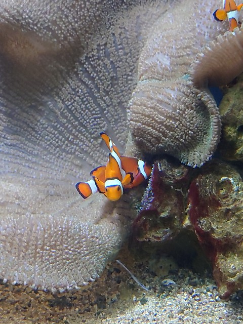 f:id:MaasanM:20240206180215j:image