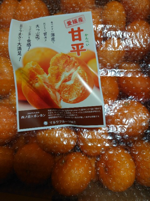 f:id:MaasanM:20240217182622j:image