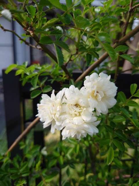 f:id:MaasanM:20240416204547j:image f:id:MaasanM:20240416204547j:image