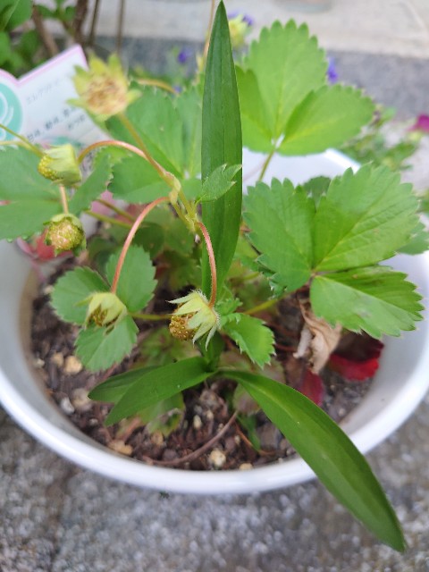 f:id:MaasanM:20240416204600j:image f:id:MaasanM:20240416204600j:image