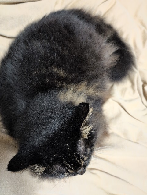 f:id:MaasanM:20241121212042j:image