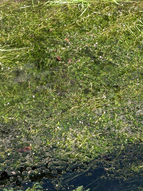 f:id:MaasanM:20241125215817j:image