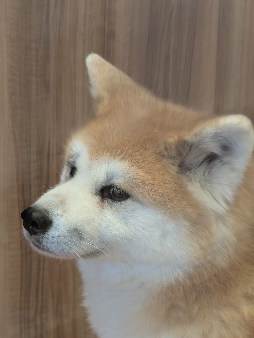 f:id:MaasanM:20251201103619j:image