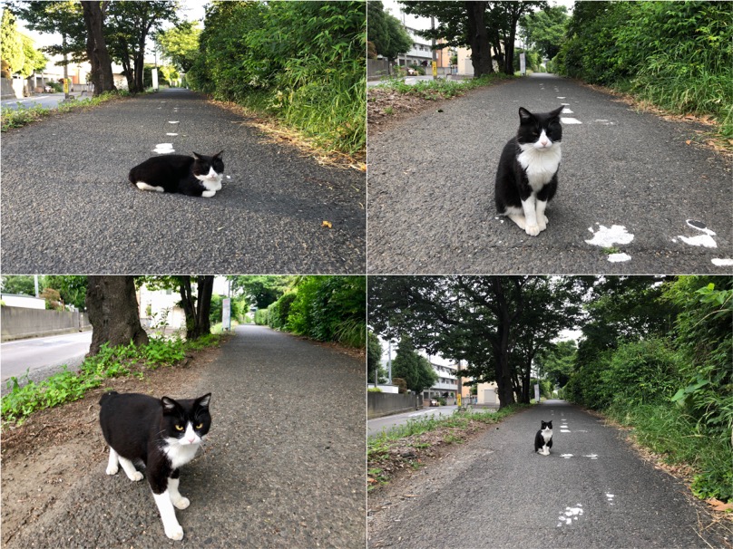 f:id:MacRun:20180601063415j:plain f:id:MacRun:20180601063415j:plain