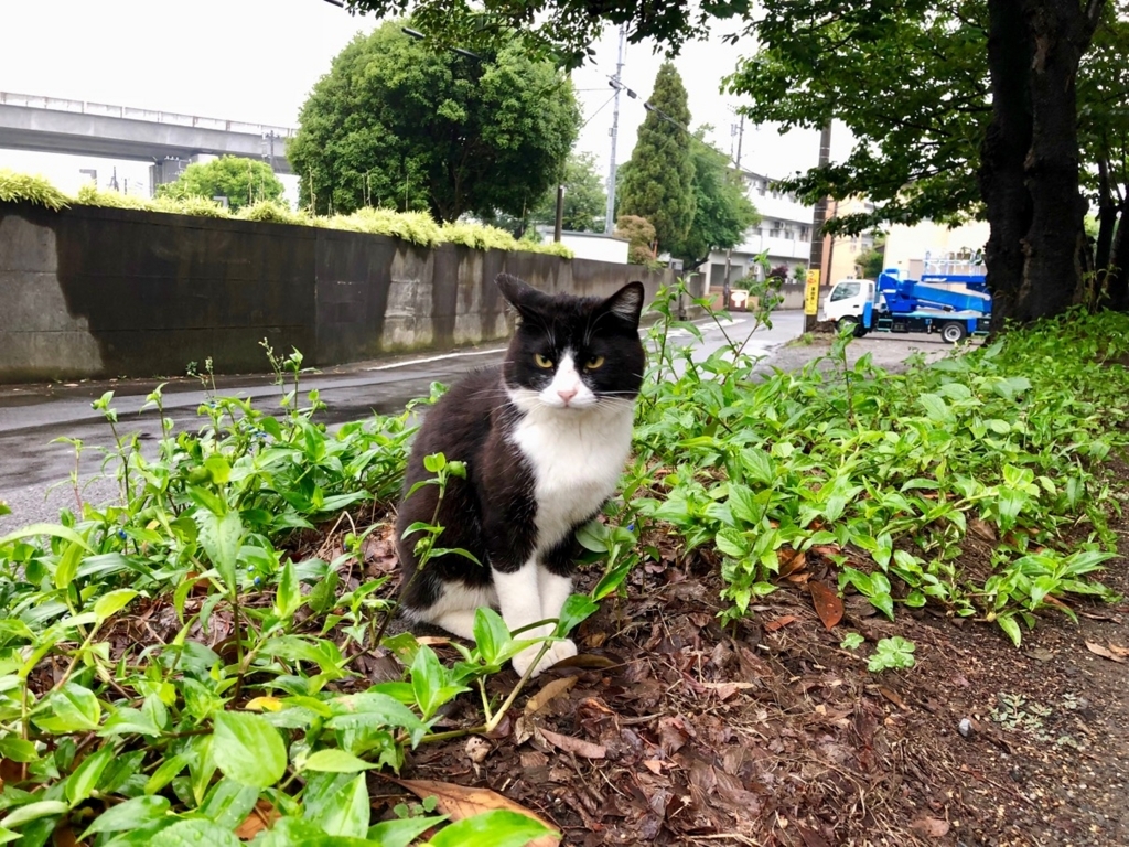 f:id:MacRun:20180607062725j:plain