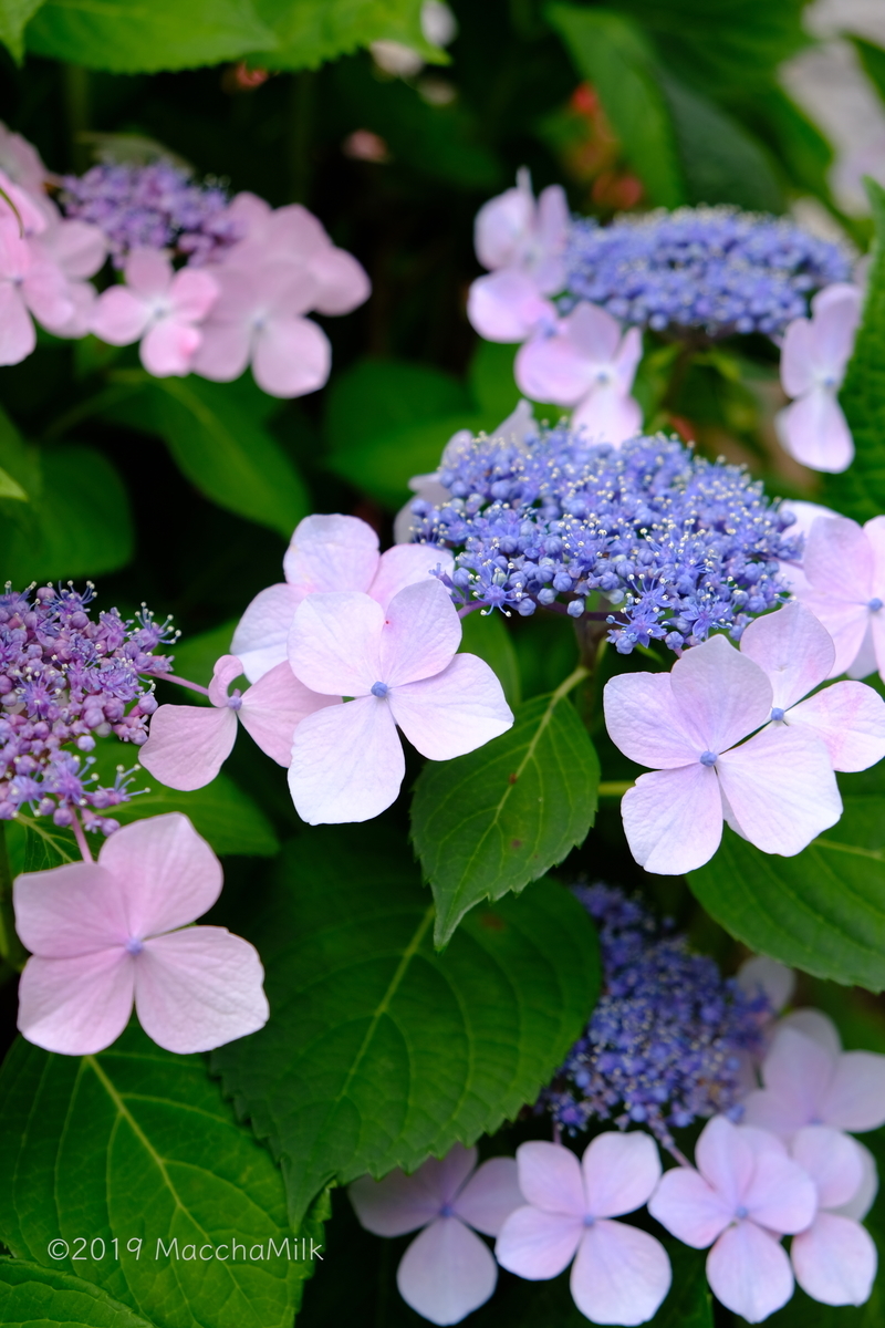f:id:MacchaMilk:20190611100951j:plain