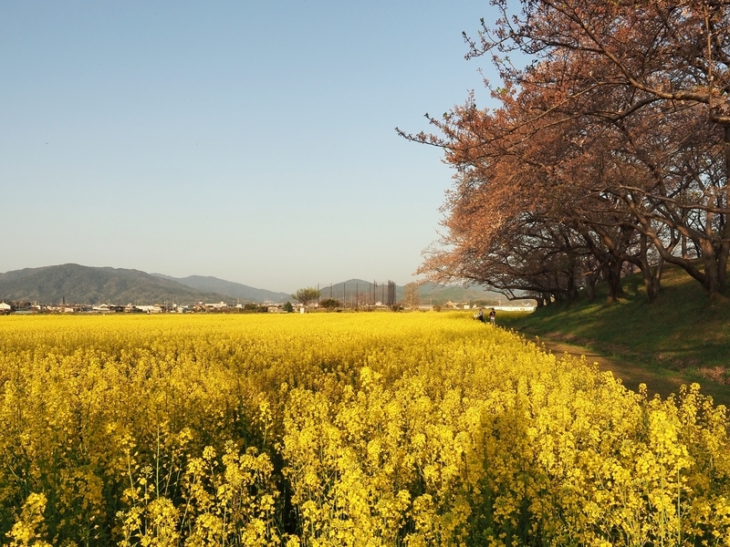 菜の花畑