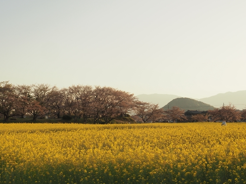 菜の花畑