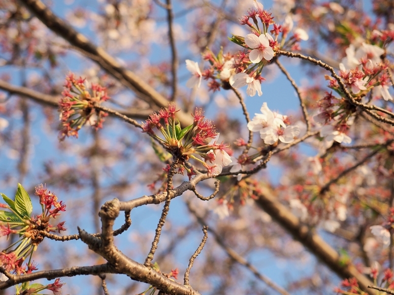 葉桜