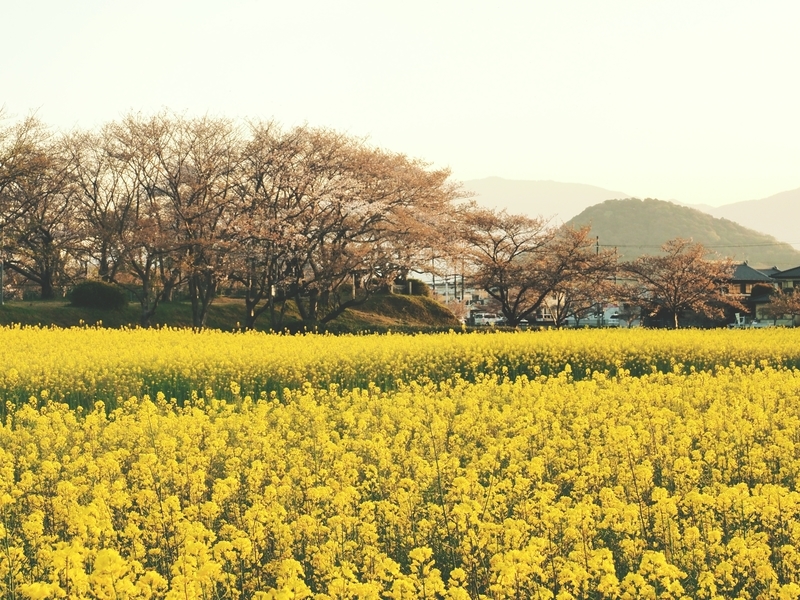 菜の花畑