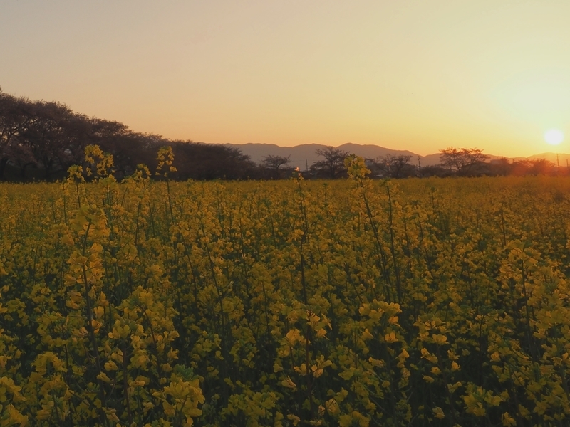 夕刻の菜の花畑