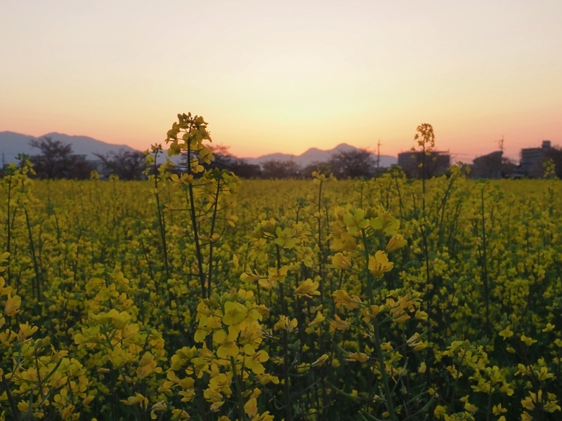 夕刻の菜の花畑