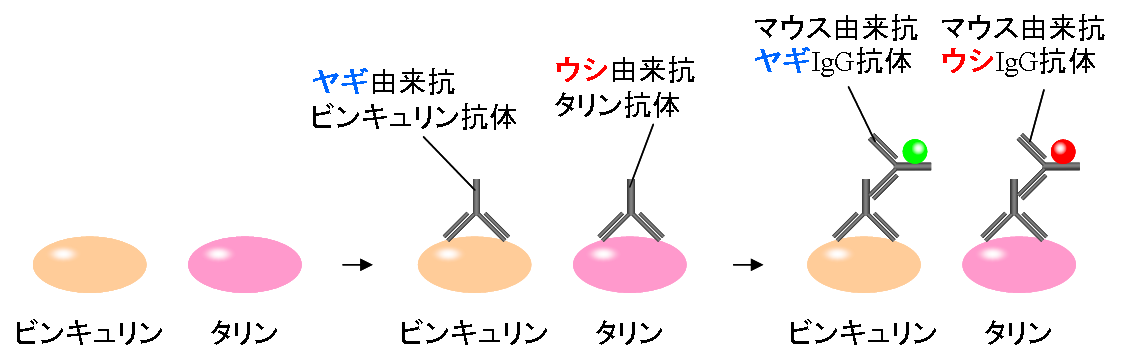 f:id:Mad-Tanuki:20200919221648p:plain f:id:Mad-Tanuki:20200919221648p:plain