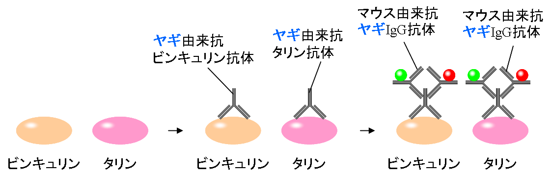 f:id:Mad-Tanuki:20200919221718p:plain f:id:Mad-Tanuki:20200919221718p:plain