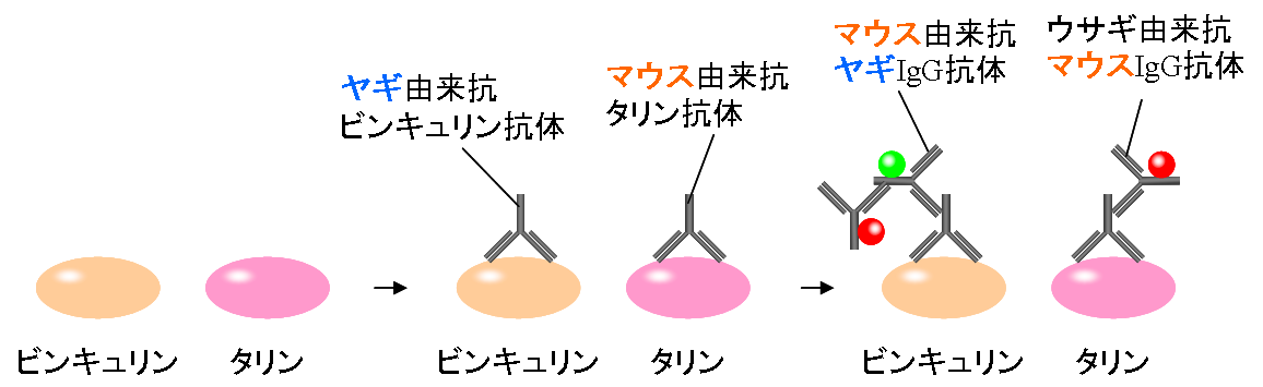 f:id:Mad-Tanuki:20200919221747p:plain f:id:Mad-Tanuki:20200919221747p:plain