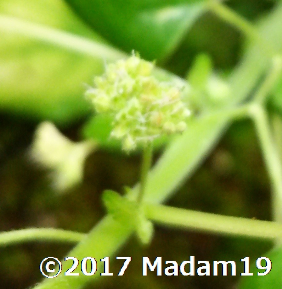 f:id:Madam19:20170808095732j:plain f:id:Madam19:20170808095732j:plain