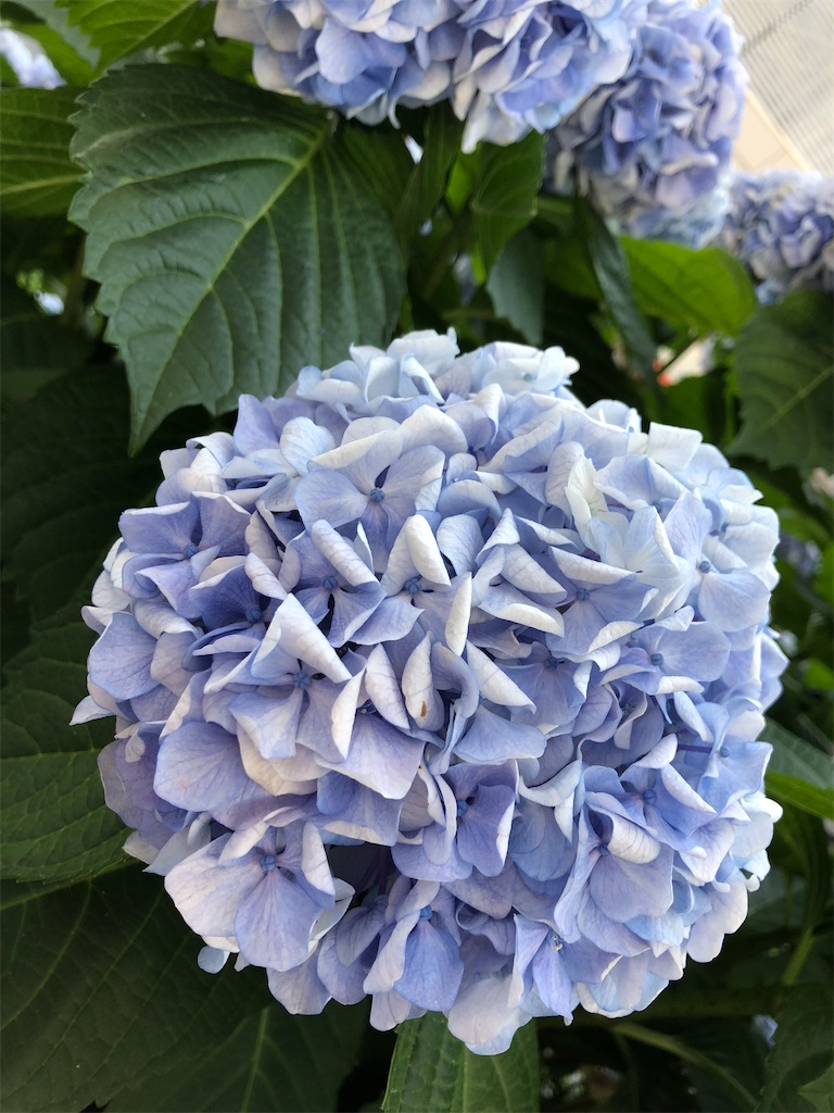 f:id:MadameSoleil:20250613114425j:image