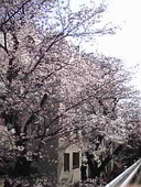 f:id:Magnoliarida:20080326220849j:image