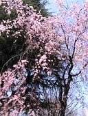 f:id:Magnoliarida:20080326221017j:image