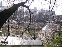 f:id:Magnoliarida:20080328085200j:image