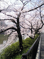 f:id:Magnoliarida:20080328085300j:image